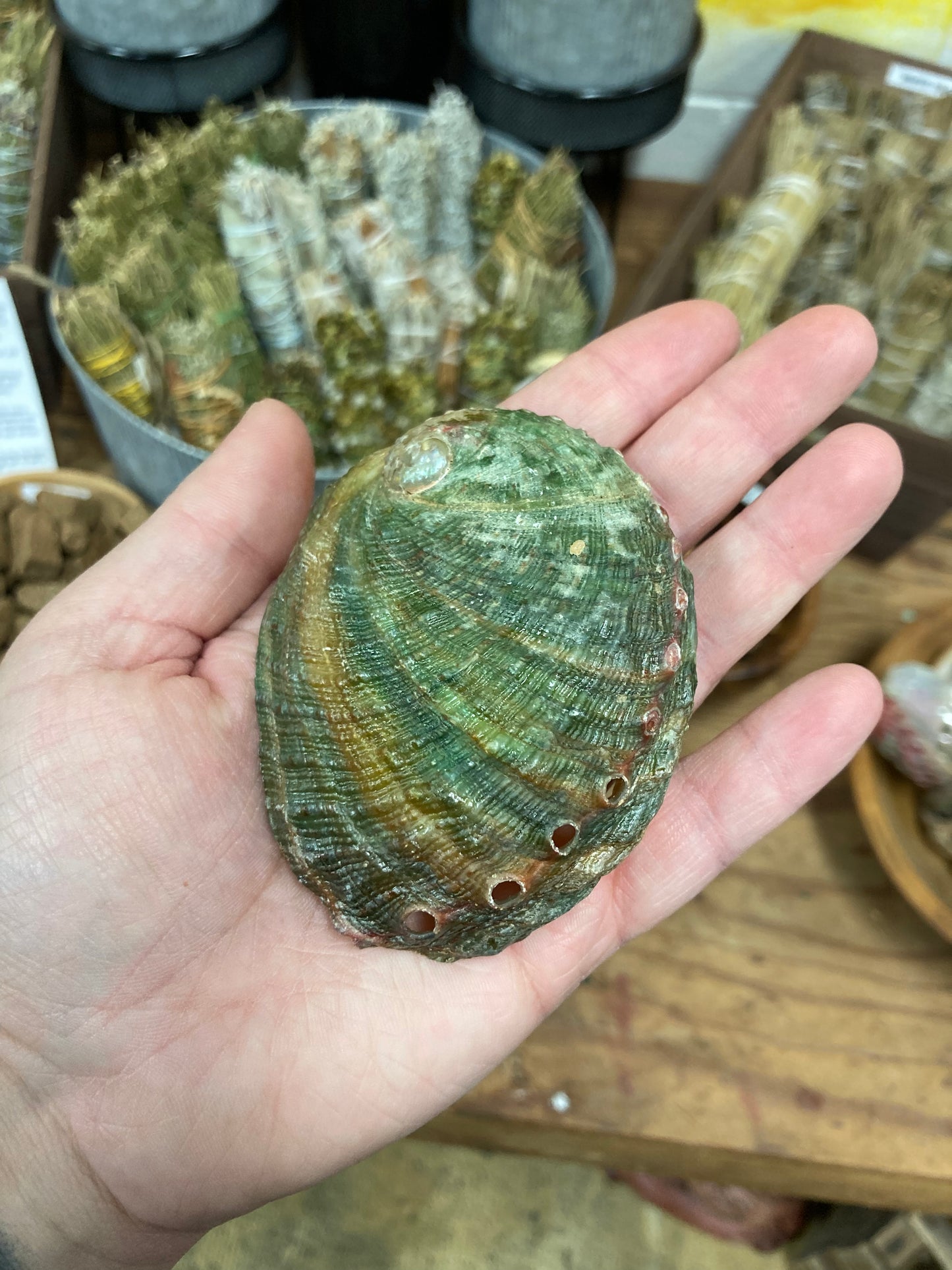 Abalone Shell