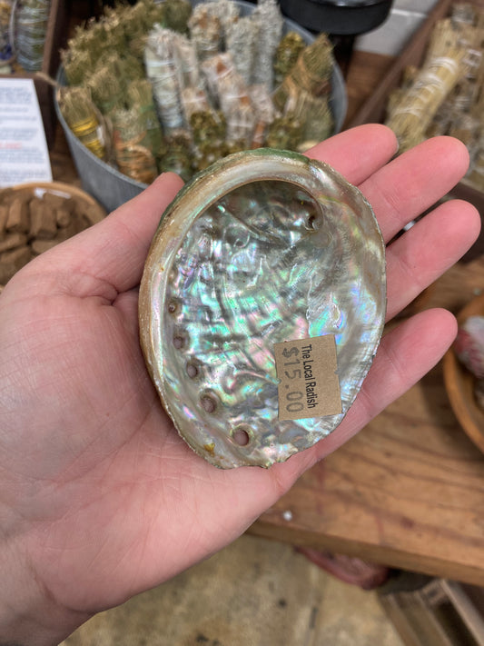 Abalone Shell