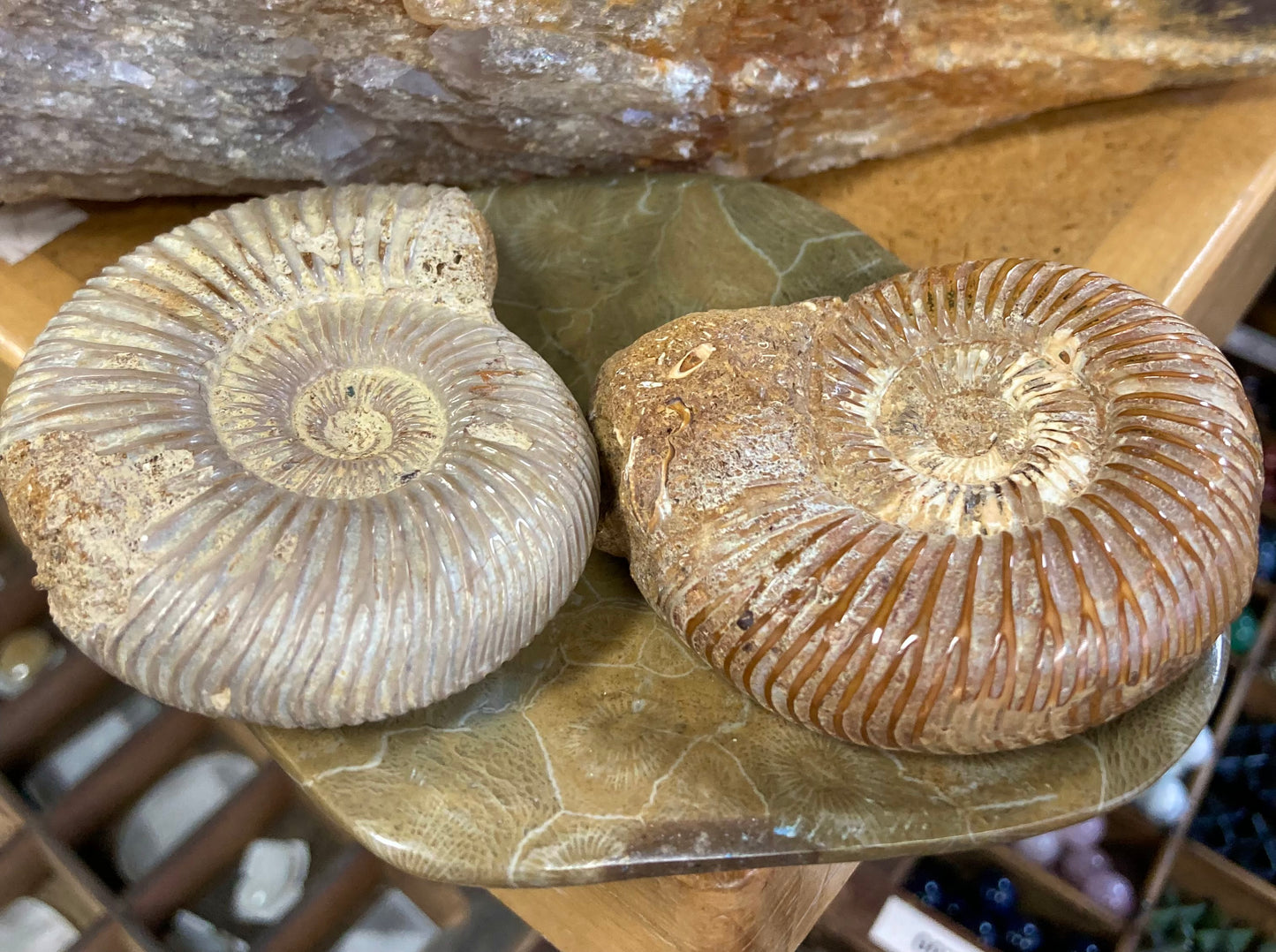 Ammonite Fossil