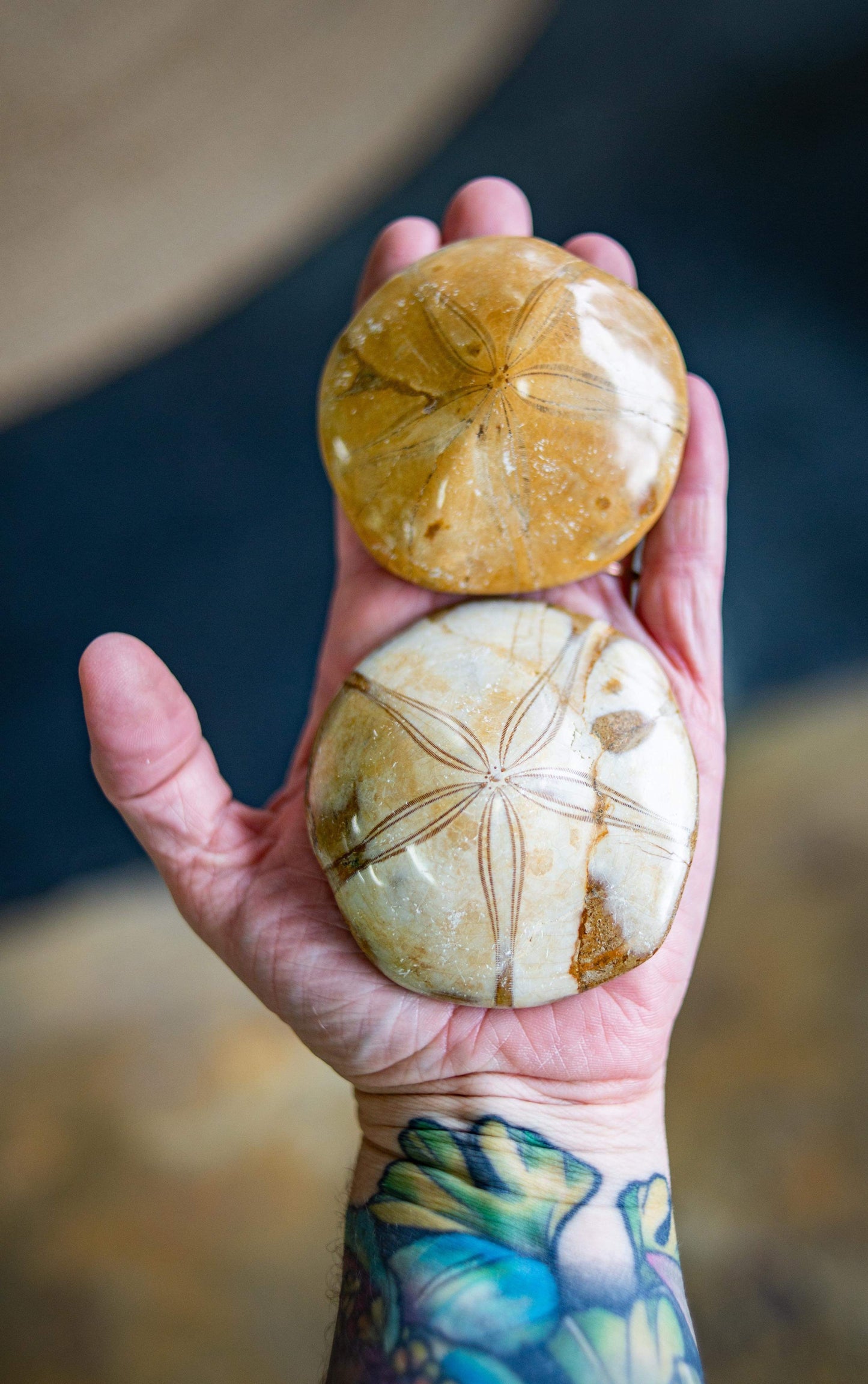 Fossilized Sand Dollar Palmstone