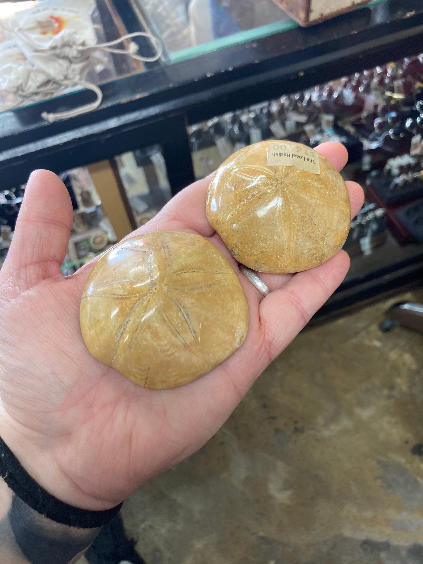 Fossilized Sand Dollar Palmstone