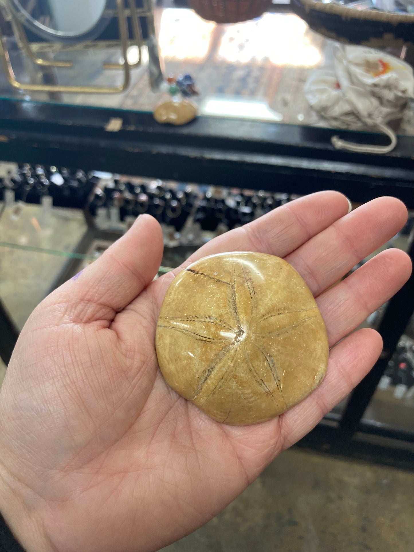 Fossilized Sand Dollar Palmstone