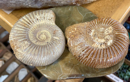 Ammonite Fossil